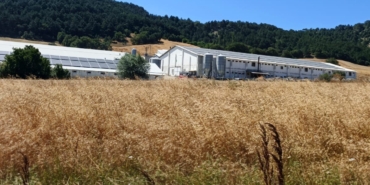 Bolu'da hindi çiftliğinde çıkan yangın kontrol altına alındı