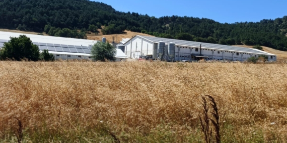 Bolu'da hindi çiftliğinde çıkan yangın kontrol altına alındı