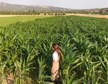 Burdur'da genç kadın çiftçi, babasının iş kazasından sonra sorumluluğu üstlendi