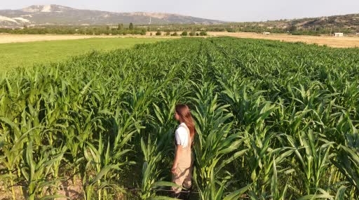 Burdur'da genç kadın çiftçi, babasının iş kazasından sonra sorumluluğu üstlendi