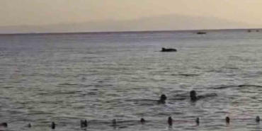 Bursa'da yunusların sahile yakın gösterisi