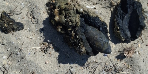 Çanakkale plajında askeri mühimmat bulundu