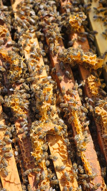 Çanakkale'de yangından etkilenen arıcılara 2 bin kovan dağıtıldı