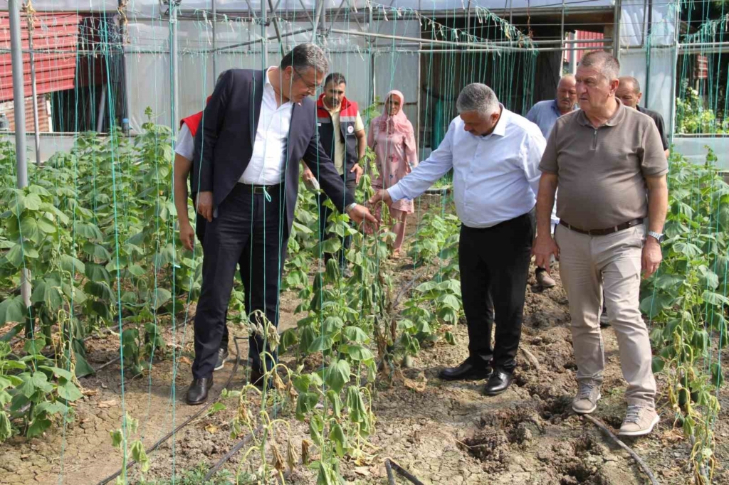 Çarşamba Ovası'nda sağanak sonrası 5 bin dekar tarım zararı