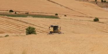 Çavdarhisar'da yerli arpa ve buğday hasadı yapıldı