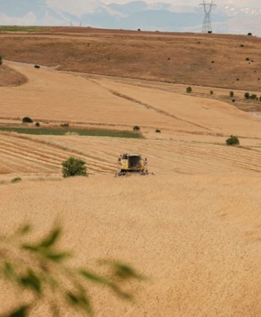 Çavdarhisar'da yerli arpa ve buğday hasadı yapıldı