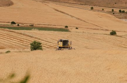 Çavdarhisar'da yerli arpa ve buğday hasadı yapıldı