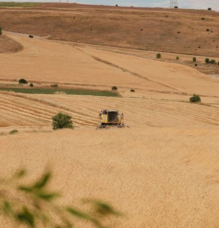Çavdarhisar'da yerli arpa ve buğday hasadı yapıldı