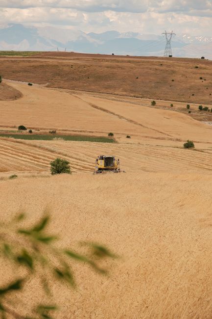 Çavdarhisar'da yerli arpa ve buğday hasadı yapıldı