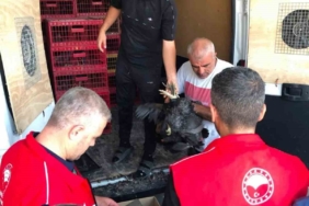 Çelikhan'da 20 Aileye 440 Kümes Hayvanı Dağıtıldı