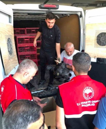 Çelikhan'da 20 Aileye 440 Kümes Hayvanı Dağıtıldı