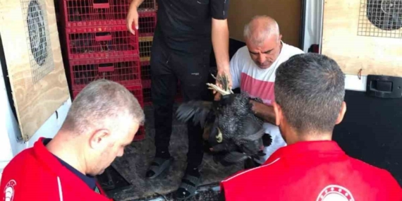 Çelikhan'da 20 Aileye 440 Kümes Hayvanı Dağıtıldı