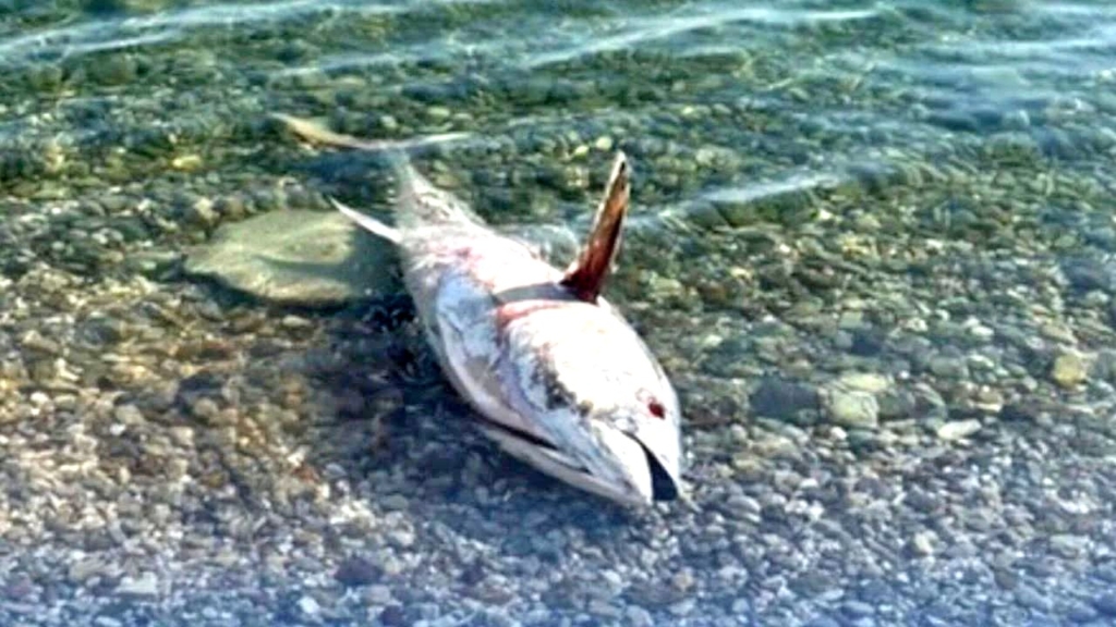 Çeşme ve Karaburun'da Orkinos Ölümleri Yeniden Başladı