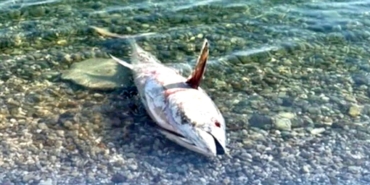 Çeşme ve Karaburun'da Orkinos Ölümleri Yeniden Başladı