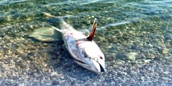 Çeşme ve Karaburun'da Orkinos Ölümleri Yeniden Başladı