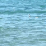 ÇEŞME'DE DENİZDE YILAN PANİĞİ