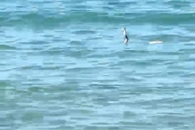 ÇEŞME'DE DENİZDE YILAN PANİĞİ