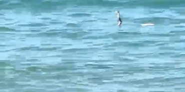 ÇEŞME'DE DENİZDE YILAN PANİĞİ