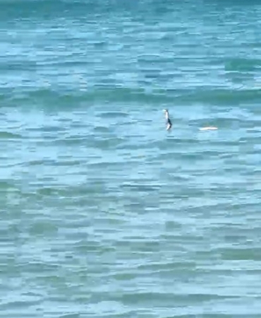 ÇEŞME'DE DENİZDE YILAN PANİĞİ