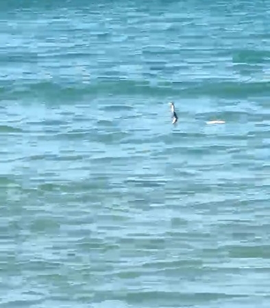 ÇEŞME'DE DENİZDE YILAN PANİĞİ
