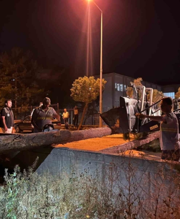 Çorum'da Rüzgar Ağaç Devrildi, Araç Hasar Gördü