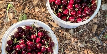 Çubuk'ta vişne hasadı başladı, üreticiler umutlu