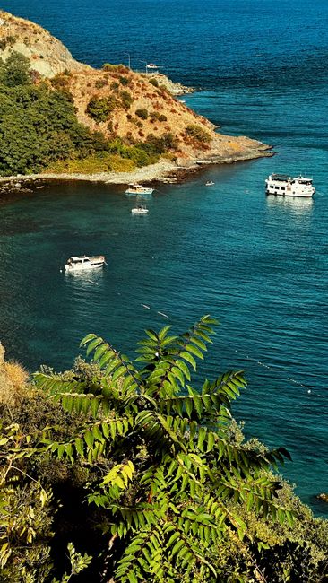 Denizlerde palamut bolluğu bekleniyor