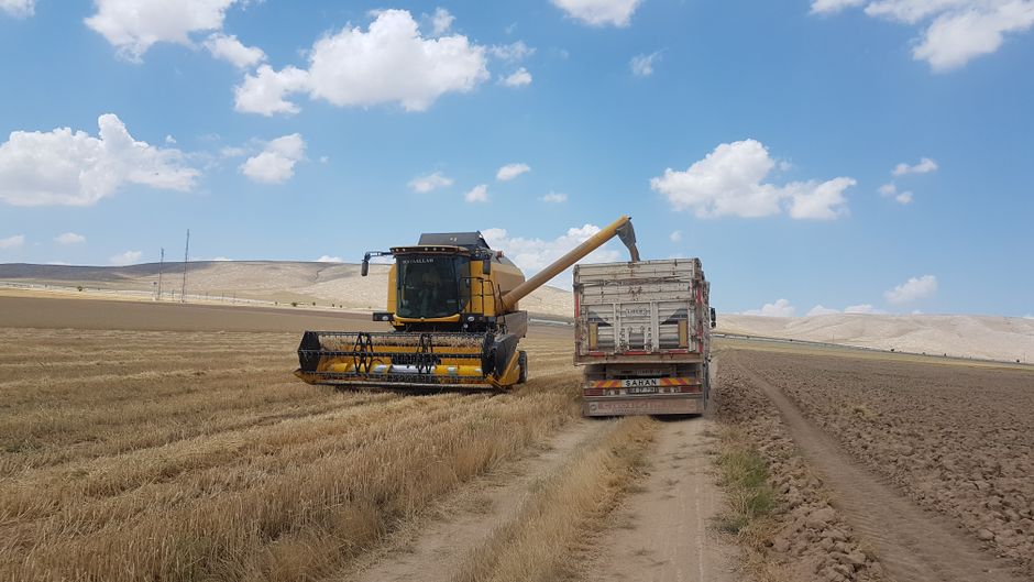 Denizli'de Borsa-20 nohut çeşidinin ilk hasadı yapıldı