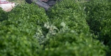 Dervişoğlu Çeltikçi'de çiftçilerin sorunlarını dinledi