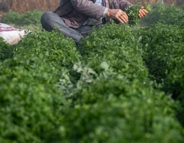 Dervişoğlu Çeltikçi'de çiftçilerin sorunlarını dinledi