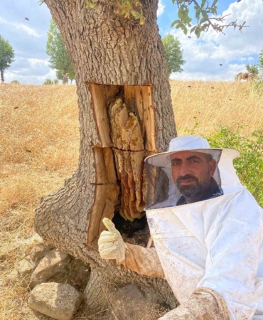 Diyarbakır'da Arıların İzini Sürüp Bal Çıkardılar