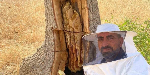 Diyarbakır'da Arıların İzini Sürüp Bal Çıkardılar