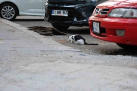 Diyarbakır'da kuduz riski: Kedi tırmalaması da bulaştırabilir