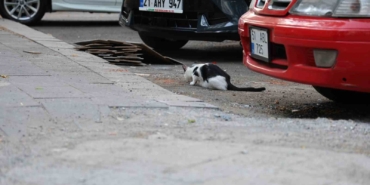 Diyarbakır'da kuduz riski: Kedi tırmalaması da bulaştırabilir