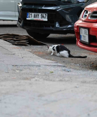 Diyarbakır'da kuduz riski: Kedi tırmalaması da bulaştırabilir