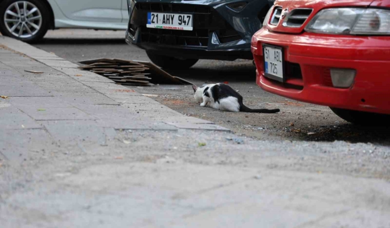 Diyarbakır'da kuduz riski: Kedi tırmalaması da bulaştırabilir