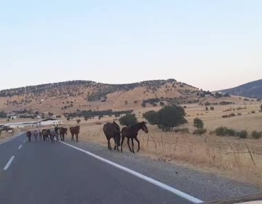 Diyarbakır'da yaban atlar yola çıktı