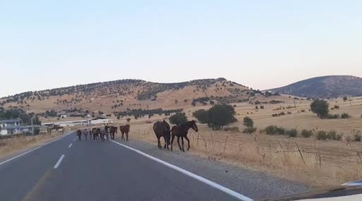 Diyarbakır'da yaban atlar yola çıktı