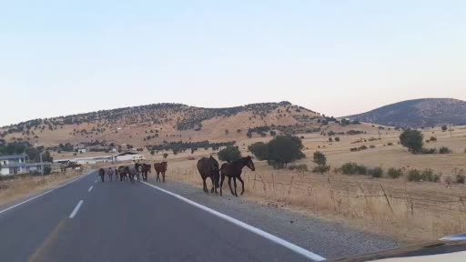 Diyarbakır'da yaban atlar yola çıktı