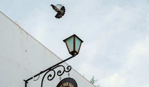 Diyarbakır'daki güvercin oteli yeniden açıldı