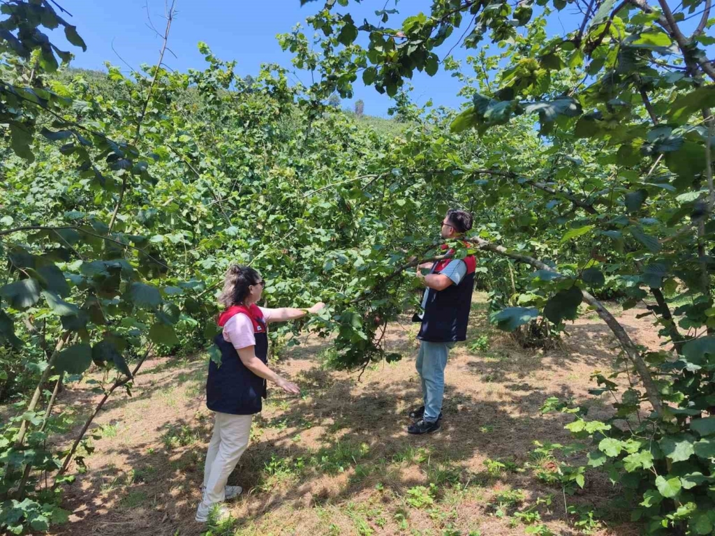 Düzce'de 2026 Fındık Hasat Tarihleri Belirlendi