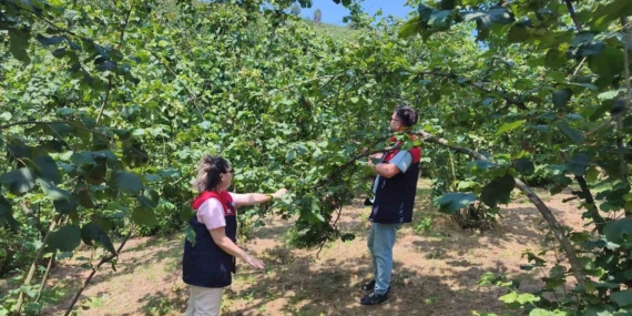 Düzce'de 2026 Fındık Hasat Tarihleri Belirlendi