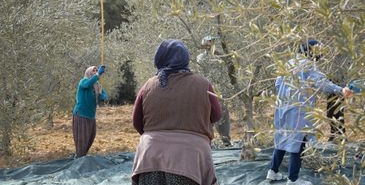 Düzce'de Mevsimlik Tarım İşçilerine Sağlık Taraması Yapıldı
