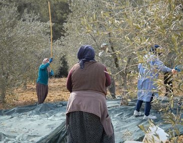 Düzce'de Mevsimlik Tarım İşçilerine Sağlık Taraması Yapıldı
