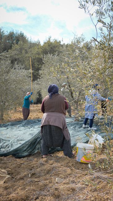 Düzce'de Mevsimlik Tarım İşçilerine Sağlık Taraması Yapıldı