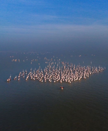 Eber Gölü'nde flamingo şöleni