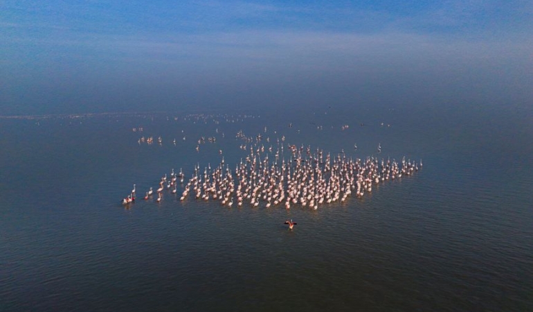 Eber Gölü'nde flamingo şöleni