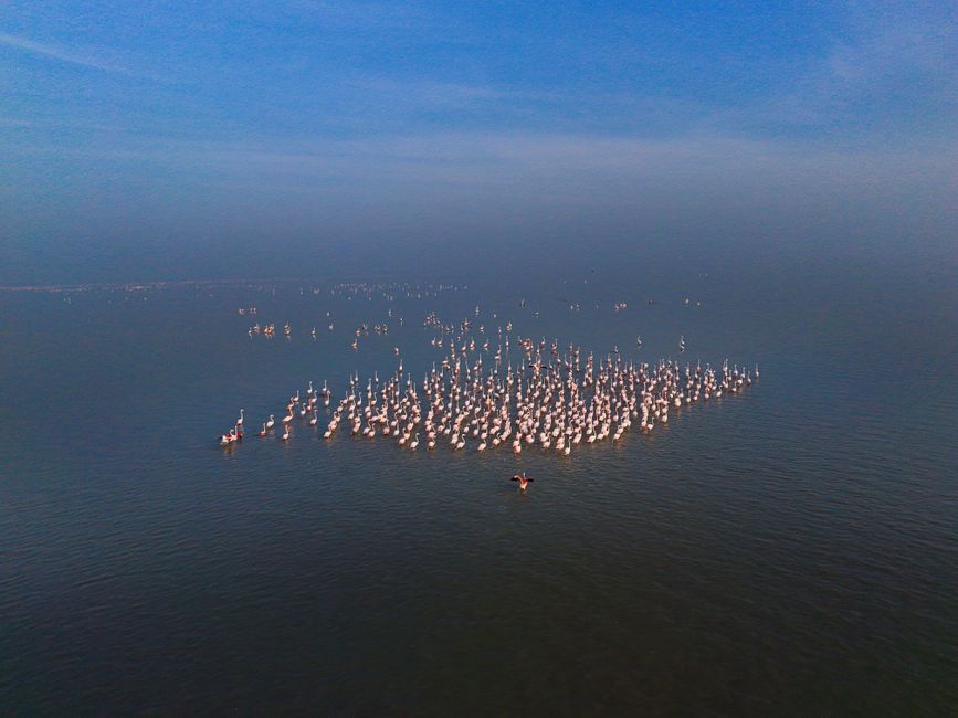 Eber Gölü'nde flamingo şöleni