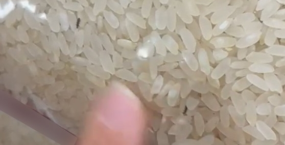 Elazığ'da paketli pirinçte böcekler tespit edildi