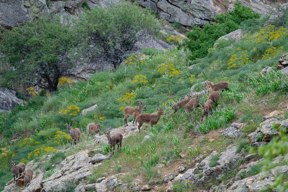 Elazığ'da yaralı dağ keçisini kurtaran vatandaş